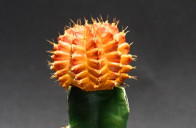 Simulacri cactus