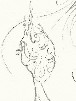Disegni