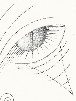 Disegni